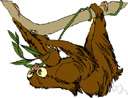 sloth - any of several slow-moving arboreal mammals of South America and Central America