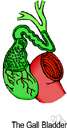 biliary - relating to or containing bile