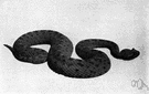 Sidewinder - small pale-colored desert rattlesnake of southwestern United States