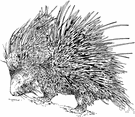 hedgehog - relatively large rodents with sharp erectile bristles mingled with the fur