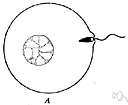 acrosome - a process at the anterior end of a sperm cell that produces enzymes to facilitate penetration of the egg