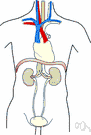 ureter - either of a pair of thick-walled tubes that carry urine from the kidney to the urinary bladder