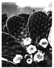opuntia - large genus of cactuses native to America: prickly pears