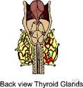 antithyroid - having the effect of counteracting excessive thyroid activity