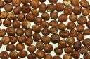 macadamia nut - nutlike seed with sweet and crisp white meat