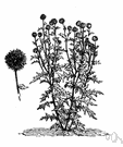 Echinops - genus of Mediterranean and Eurasian herbs: globe thistles