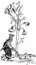 Tree onion - type of perennial onion grown chiefly as a curiosity or for early salad onions
