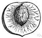 drupe - fleshy indehiscent fruit with a single seed: e.g. almond
