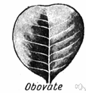 obovate leaf - an egg-shaped leaf with the narrower end at the base