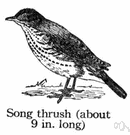 mavis - common Old World thrush noted for its song