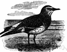 surfbird - sandpiper-like shorebird of Pacific coasts of North America and South America
