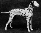 Dalmatian - a large breed having a smooth white coat with black or brown spots