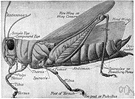 acridid - grasshopper with short antennae