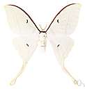Actias - luna moths