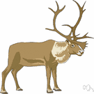 caribou - Arctic deer with large antlers in both sexes