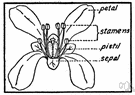 Brassicaceae - a large family of plants with four-petaled flowers