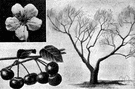 Cherry tree - any of numerous trees and shrubs producing a small fleshy round fruit with a single hard stone