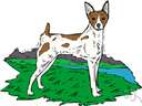 toy terrier - a small active dog