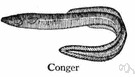 conger eel - large dark-colored scaleless marine eel found in temperate and tropical coastal waters