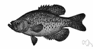 crappie - small sunfishes of the genus Pomoxis of central United States rivers