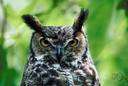 owl - nocturnal bird of prey with hawk-like beak and claws and large head with front-facing eyes