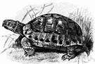 European tortoise - small land tortoise of southern Europe