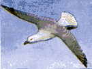kittiwake - small pearl-grey gull of northern regions