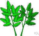 wild parsley - any of various uncultivated umbelliferous plants with foliage resembling that of carrots or parsley