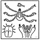 ixodes - type genus of the family Ixodidae