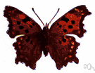 comma butterfly - anglewing butterfly with a comma-shaped mark on the underside of each hind wing
