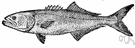 bluefish - bluish warm-water marine food and game fish that follow schools of small fishes into shallow waters