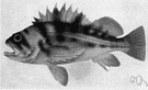 Sebastodes caurinus - a rockfish of the Pacific coastal waters of North America