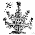 cleome - any of various often strong-smelling plants of the genus Cleome having showy spider-shaped flowers