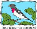 grosbeak - any of various finches of Europe or America having a massive and powerful bill