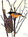 Baltimore oriole - eastern subspecies of northern oriole