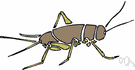 Gryllidae - crickets