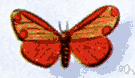 cinnabar - large red-and-black European moth