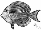 Acanthurus chirurgus - surgeon fish of the West Indies