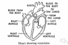 aortic orifice - the orifice from the lower left chamber of the heart to the aorta