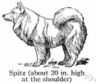 spitz - any of various stocky heavy-coated breeds of dogs native to northern regions having pointed muzzles and erect ears with a curled furry tail