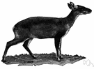 muntjac - small Asian deer with small antlers and a cry like a bark