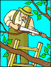 Tree surgeon - definition of tree surgeon by The Free Dictionary