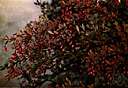 American barberry - deciduous shrub of eastern North America whose leaves turn scarlet in autumn and having racemes of yellow flowers followed by ellipsoid glossy red berries