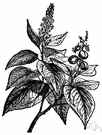 Croton tiglium - tropical Asiatic shrub