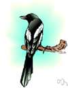 magpie - long-tailed black-and-white crow that utters a raucous chattering call