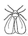 Aleyrodidae - whiteflies