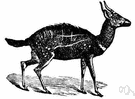Guib - antelope with white markings like a harness and twisted horns
