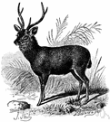 Cervus unicolor - a deer of southern Asia with antlers that have three tines