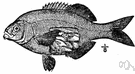 Umbrina roncador - a fish of the Pacific coast of North America