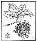 manzanita - evergreen tree of the Pacific coast of North America having glossy leathery leaves and orange-red edible berries